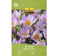 Balenie 15 cibuliek krokusu Botanical Firefly