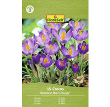 Balenie 15 krokusov odrody Botanical Barrs Purple