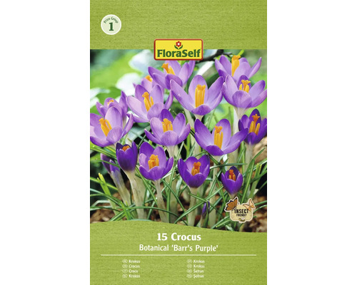 Krókusy FloraSelf 'Barr's Purple' 15 ks