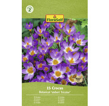 Balenie 15 krokusov odrody Botanical ''sieberi Tricolor''