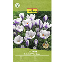 Balenie 12 cibuliek krokusov odrody Botanical Prins Claus