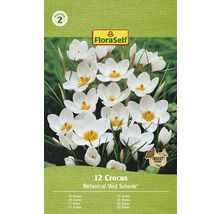 Balenie krokusov Botanical Ard Schenk cibuľky