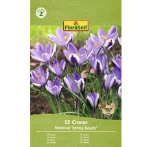 FloraSelf Krokus Botanical Spring Beauty balenie po 12 kusoch