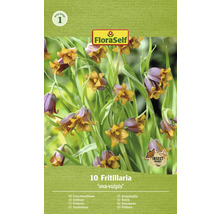 Balenie rastliny Fritillaria ''uva-vulpis''
