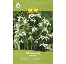 FloraSelf Galanthus woronowii balenie snežienok