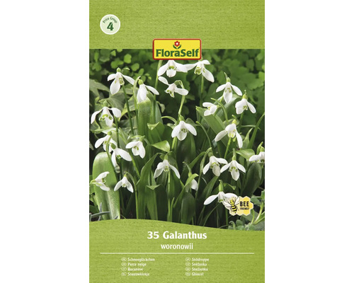 Snežienky FloraSelf 'Woronowii' 35 ks