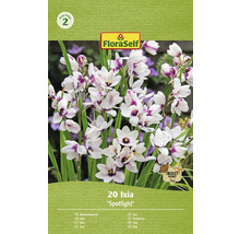 Balenie 20 cibuliek Ixia Spotlight