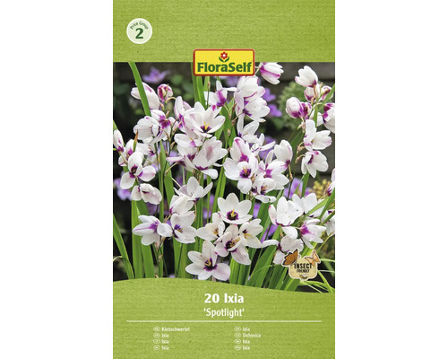 Ixia dúhovnica FloraSelf 'Spotlight' 20 ks