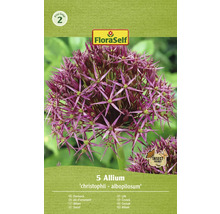 Balenie 5 ks okrasného cesnaku Allium christophii albopilosum