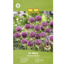 Balenie 20 cibuliek okrasného cesnaku Allium sphaerocephalon