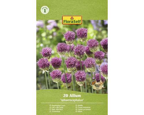 Okrasný cesnak guľatohlavý FloraSelf 'Spaerocephalum' 4/5 20 ks