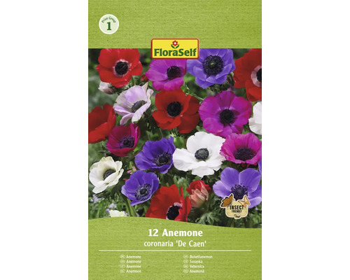 Sasanka veľkokvetá FloraSelf 'The Caen' 5/6 12 ks