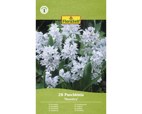 Puškínia modrá FloraSelf 'Puschkinia Libanotica' 5/6 20 ks