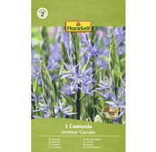 Balenie cibuľky Camassia leichtlinii ''Caerulea'' so symbolom šetrným k hmyzu