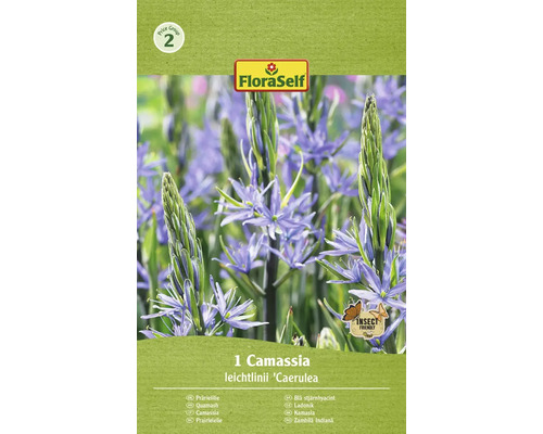 Kamasia FloraSelf 'Camassia Leichtlinii' 14/16 1 ks