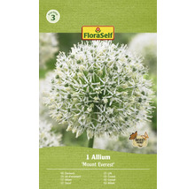 Balenie okrasného cesnaku Allium ''Mount Everest''