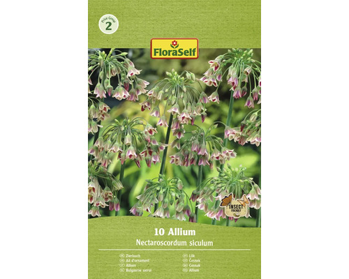 Okrasný cesnak FloraSelf Allium 'Siculum' 10 ks