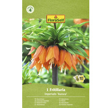 Balenie cibuľky kvetiny Fritillaria imperialis Aurora
