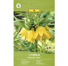 Balenie cibule kvetu Fritillaria imperialis odrody ''Lutea''