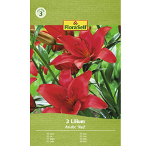 Balenie ázijských ľalií značky FloraSelf