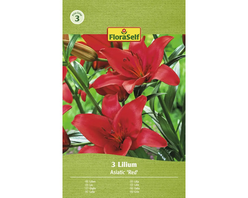Ľalia FloraSelf 'Asiatic Red' 3 ks