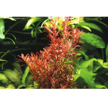 Akvarijná vodná rastlina s červenohnedými listami