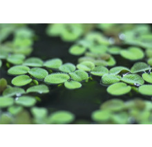 Detailný pohľad na plávajúcu papraď v záhradnom jazierku.