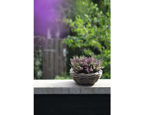 Vres v košíku na kamennej stene