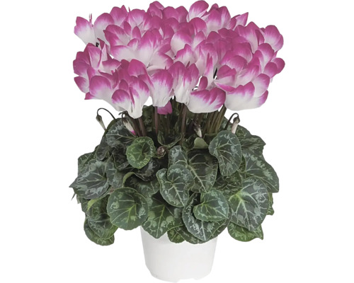 Cyklámen Cyclamen Indiaka kvetináč Ø 12 cm 1 ks, rôzne farby