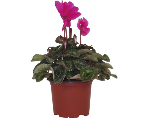 Cyklámen Cyclamen persicum hybrid kvetináč Ø 10 cm 1 ks, rôzne farby