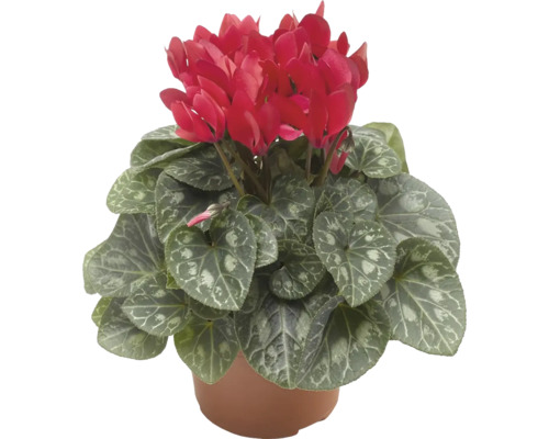 Cyklámen Cyclamen kvetináč Ø 12 cm 1 ks, rôzne farby