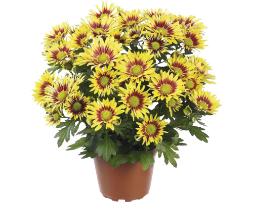 Chryzantéma viacfarebný kvet Chrysanthemum kvetináč Ø 12 cm 1 ks, rôzne farby