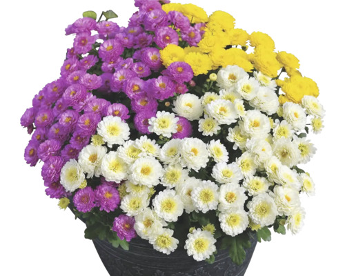 Chryzantéma Chrysanthemum multiflora trio kvetináč Ø 27 cm 1 ks, rôzne farby