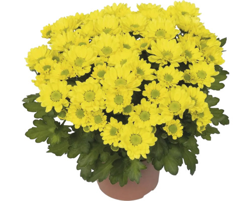 Chryzantéma Chrysanthemum kvetináč Ø 10,5/11 cm 1 ks, rôzne farby