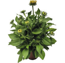 Rastlina Rudbeckia v kvetináči