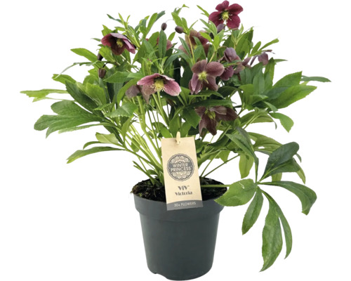 Čemerica východná FloraSelf Helleborus orientalis ''Viv Victoria' kvetináč Ø 17 cm