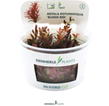 Rotala rotundifolia Blood Red akvarijná rastlina v in vitro pohári