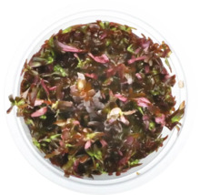 Pohľad zhora na Rotala rotundifolia v kvetináči pre akváriá