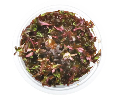 Pohľad zhora na Rotala rotundifolia v kvetináči pre akváriá