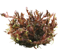 Vodná rastlina ako dekorácia do akvárií