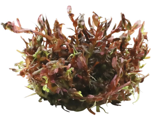 Vodná rastlina ako dekorácia do akvárií