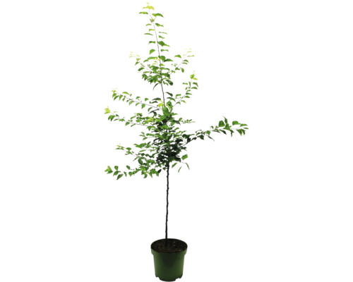 Stĺpovitá jabloň v kvetináči