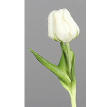 Biely kvet tulipánu so zelenými listami