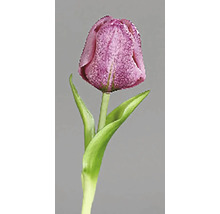 Jeden fialový tulipán so zeleným stonkom a listami