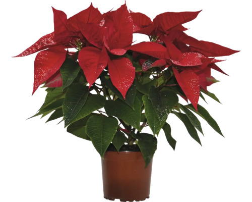 Vianočná ruža Poinsettia viacvýhonková s trblietkami kvetináč Ø 11 cm