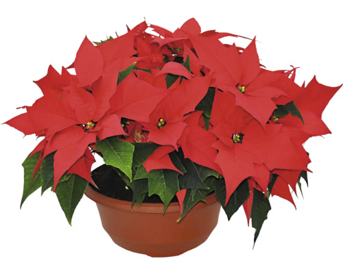 Vianočná ruža Poinsettia dekoračná miska Ø 23 cm