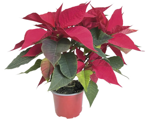 Vianočná ruža viacvýhonková Poinsettia kvetináč Ø 14 cm