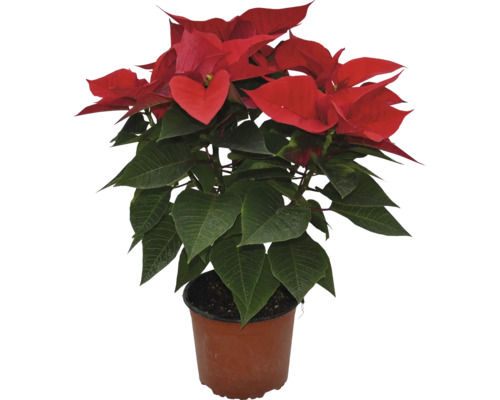 Vianočná ruža dekoračná Poinsettia kvetináč Ø 17 cm