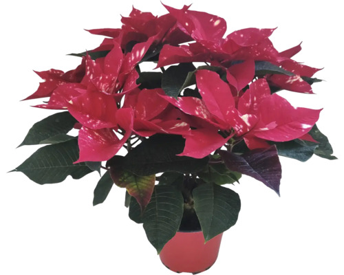 Vianočná ruža viacvýhonková Poinsettia Star kvetináč Ø 14 cm