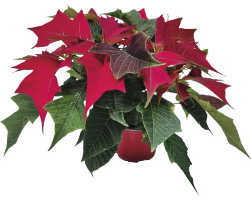 Vianočná ruža viacvýhonková Poinsettia kvetináč Ø 11 cm